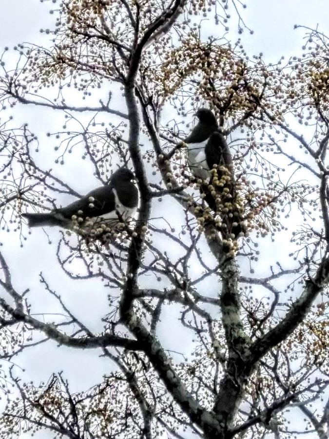 Birds Eyes Te Awanga Bed & Breakfast Bagian luar foto